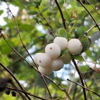 セッコウボク,セッコウボク,シンフォリカルポス,スノーベリー,セッコウボク？の画像