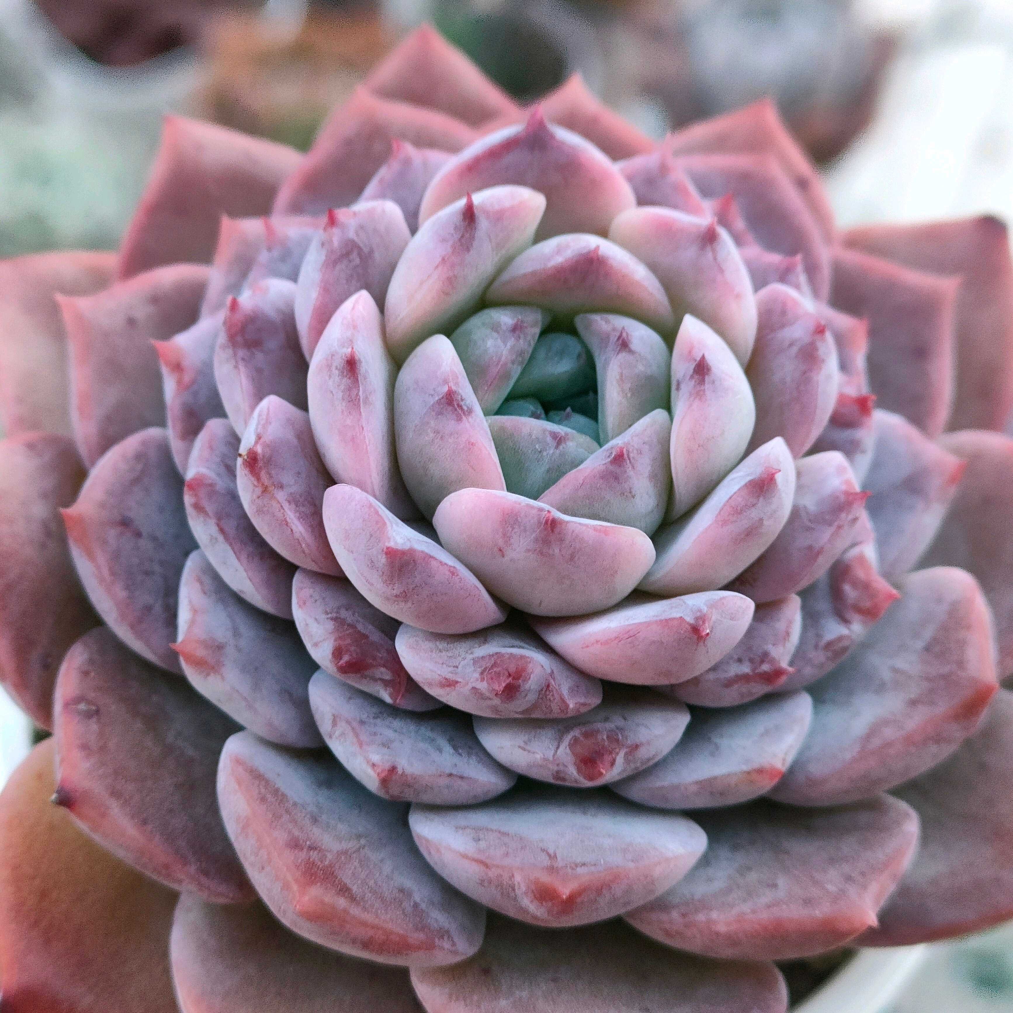 アメイジンググレイスの一覧｜🍀GreenSnap（グリーンスナップ）