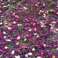 モミジ,イチョウ,京都,紅葉（こうよう）,苔 (コケ)の画像