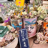 ペンデンス,ペンデンス,だるま秀麗,白鳳菊,白鳳菊の画像