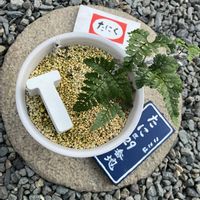 センペル,トキワシノブ,ムーンドロップ,繋がりに感謝✨,しぞーか勢の画像