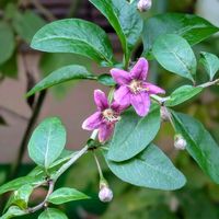 アサガオ,チランジア,キク,クコ,サザンカの画像