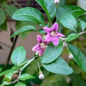 アサガオ,チランジア,キク,クコ,サザンカの画像