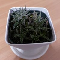 アロエ,多肉植物,iPhone撮影,リビング・ダイニングの画像