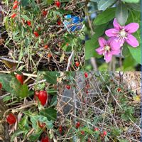 アゲラタム,アゲラタム,ガウラ,ガウラ,クコの画像