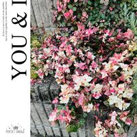 ハツユキカズラ,可愛らしい,ウォーキングの楽しみの画像