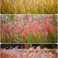 イロハモミジ,イロハモミジ,チガヤ,チガヤ,山野草の画像