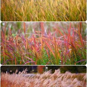 イロハモミジ,イロハモミジ,チガヤ,チガヤ,山野草の画像