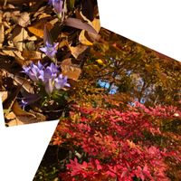 ドウダンツツジ,リンドウ,お出かけ先にて,花咲く乙女たち♡,植物色の毎日♡の画像