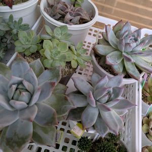 ブラックサバス,エケベリア ブラックコロラータ,寄せ植え,多肉植物,リメ缶の画像