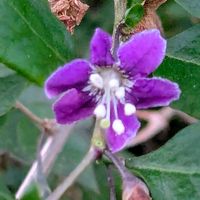 クコ,クコ,クコ,クコ,クコの実。の画像