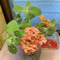 ジニア（百日草）,花のある暮らし,GSに感謝。,わんこと暮らす,初冬の頃の画像