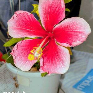 今日の花,その他,花のある暮らし,花色,お顔がこんにちはの画像