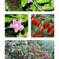 クコ,クコ,枸杞,枸杞,✨今日のお花✨の画像