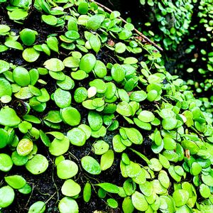 マメヅタ,まめづた  豆蔦,シダ植物,ウラボシ科,お散歩の画像