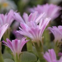 メセン,コノフィツム属,タニラー,その他部屋の画像