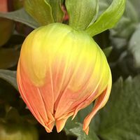 金のなる木,かねのなる木,黒葉スミレ・ラブラドリカ,黒葉スミレ・ラブラドリカ,ハイビスカスの 蕾の画像