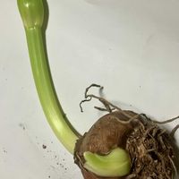 アマリリス,アマリリス,球根植物,季節外れ,金曜日の蕾たちの画像