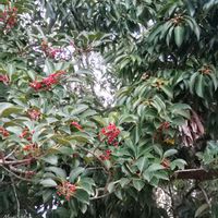 シラカシ,クロガネモチ,いつもの散歩道,世界平和,被災地にエールを…。の画像