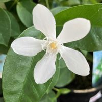 セイロンライティア,セイロンライティア,セイロンライティア,優しい気持ち,繋がりに感謝✨の画像