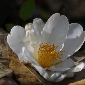 タイワンツバキ,タイワンツバキ,横浜こども植物園の画像