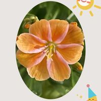 レウィシア,花のある暮らし,お花大好き♡,金曜日の蕾たち,がんに負けるな！の画像