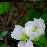 サザンカ,ヒイラギ,ペンタス,ボケ,ランタナの画像