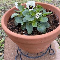 ムスカリ,ビオラ,ムスカリ バレリーフィネス,寄せ植え,小さな幸せの画像