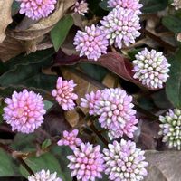 ヒメツルソバ,ポリゴナム（ヒメツルソバ）,小さな花,ご近所,道端の花の画像