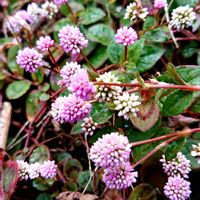 ヒメツルソバ,ヒメツルソバ,みかんの皮,カリフローレ,卵のからの画像