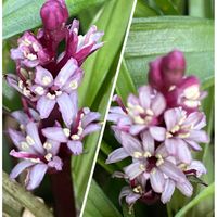 カラー,クリスマスローズ　ダブルファンタジー,クリスマスローズ プチドール,キチジョウソウ(吉祥草),クリスマスローズマエストロ♡の画像