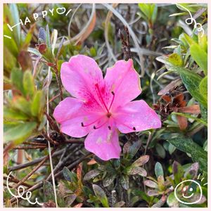 キュウリ,ツツジ,ホウセンカ,復興祈願,ピンク❤︎ピンクの画像