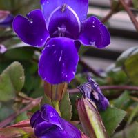 トレニア,スーパートレニア カタリーナ,感謝,花のある暮らし,いつまでもの画像