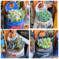 寄せ植え,リメ缶,ちまちま,可愛い♥️,大好き♥️の画像