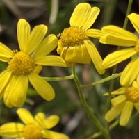 ガマズミ,ゴンズイ,サザンカ,満月,ナルトサワギクの画像