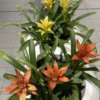 グズマニア,カポック,外出先にて,免疫力UP,Have a good day✨の画像