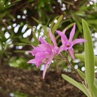 イヌマキ,ブラッソカトレア マイカイ マユミ,洋ラン,沖縄,おうち園芸の画像