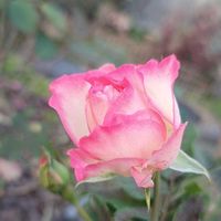 デージー,デージー,薔薇 ジュリア,薔薇 ジュリア,薔薇 ストロベリー・アイスの画像