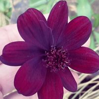 チョコレートコスモス,花のある暮らし❤,ヘアサロンへの道,熊さん情報,花壇のチョコレートコスモスの画像