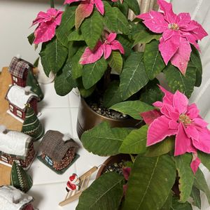 ポインセチア,プリンセチア,楽しみ〜,癒しのひと時,挿し木から成長の画像