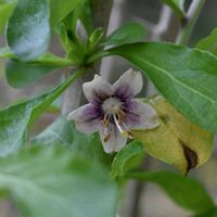 クコ,山野草,紫色の花,ナス科,水元公園の画像