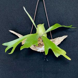 ビカクシダの画像