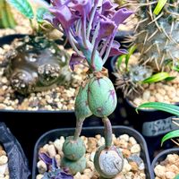 七宝樹,セネシオ 七宝樹,多肉植物,セネシオ属の画像