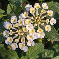 ユリオプスデージー,ユリオプスデージー,ランタナ,ランタナ,ランタナの画像