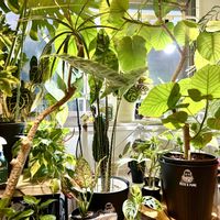 アンスリウム,モンステラ,アグラオネマ,エバーフレッシュ,柱サボテンの画像