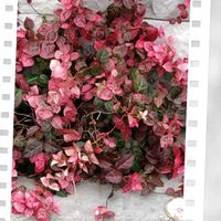 ニシキギ,ハツユキカズラ,イロハモミジ,イヌホオズキ, クリスマスリースの画像