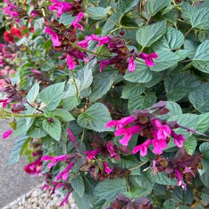 スーパーサルビア•ロックンロール,ガーデニング,フロントガーデン,冬の庭の画像