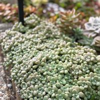 だるま秀麗,だるま秀麗,多肉植物,グラプトペタルム,植物のある暮らしの画像