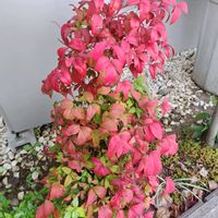 オタフクナンテンの画像