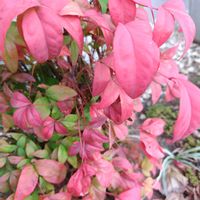 オタフクナンテンの画像